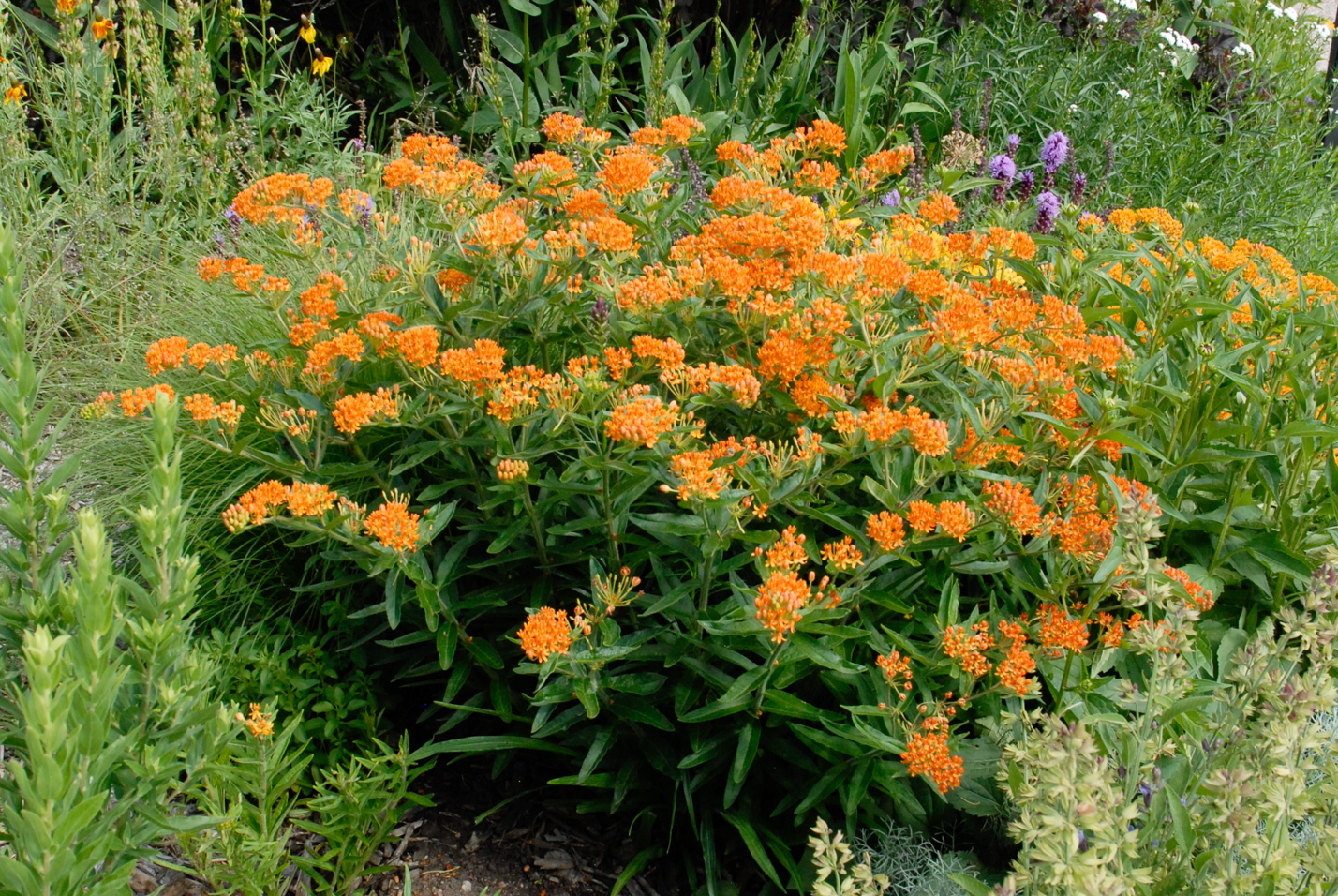 Butterfly Weed